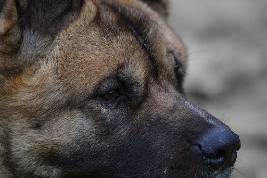 Пас напао девојчицу у Сјеници, против власника поднета кривична пријава