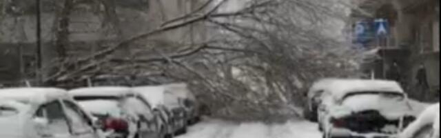 Palo drvo u Kosovskoj, stradali automobili (VIDEO)