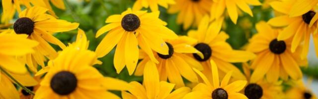 Cvet koji obožava LETO: Lako za održavanje, ima sitne cvetove i može da poraste i do 2 metra visine (FOTO)