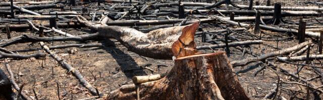 Primena zakona Evropske unije o seči šuma odlože se za godinu dana: Šta ovo znači za zelenu agendu?