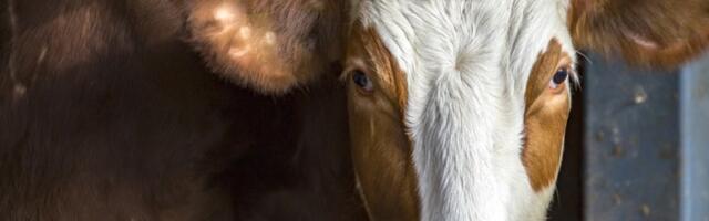 Srpske KRAVE sumnjaju u subvencije