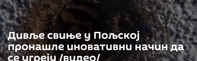 Дивље свиње у Пољској пронашле иновативни начин да се угреју /видео/