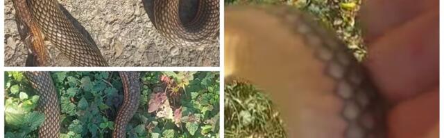 Prizor iz Ražnja zabrinuo Srbiju: Zmije se bude usred februara, a evo šta to zaista znači za nas!