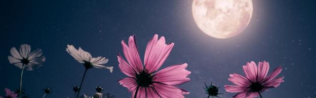 Iskoristite dok možete: Ovako ćete najbolje prizvati sreću dok traje MLAD MESEC u Ovnu