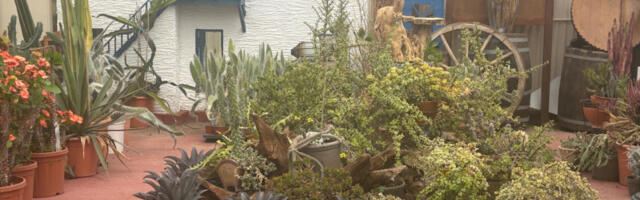 Garden centar o kome se sanja: Od bonsai maslina do unikatnih kaktusa (FOTO)