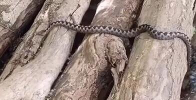 JEZIV PRIZOR UZ REKU GRADAC! Ogromna otrovnica snimljena tik uz čoveka, scena ledi krv: Pogledajte šta je potom usledilo, ovo NEĆE ZABORAVITI (VIDEO)
