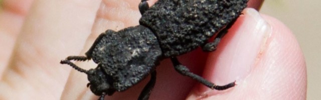 Buba koja bi mogla da pomogne kreiranju mnogo otpornijih aviona i vozila