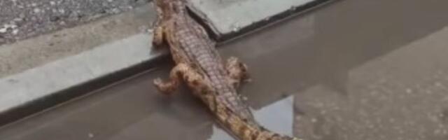 Nišlije u centru grada prijavile da su videle krokodila u bari?! (VIDEO)
