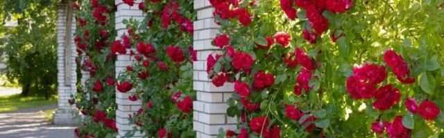 Cveće koje pretvara dvorište u bajku: Evo kada i kako pravilno zasaditi ruže penjačice