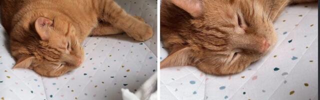 "Naravno da ćeš koristiti pod": Mački se pridremalo, zauzela sto za prepovijanje bebe i odbija da se pomeri