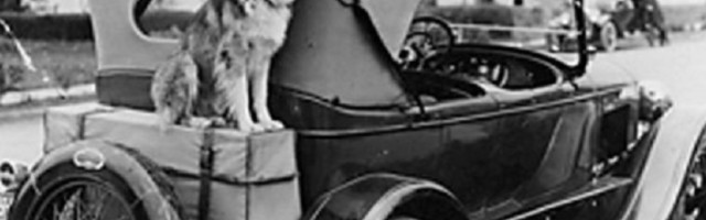 Narednik, astronaut i spasilac: Najpoznatiji psi u istoriji koji zaslužuju pažnju