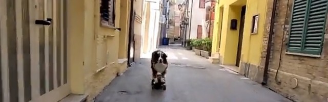 Pas vozi skejt k'o pravi: Ozbiljno dobro! (VIDEO)