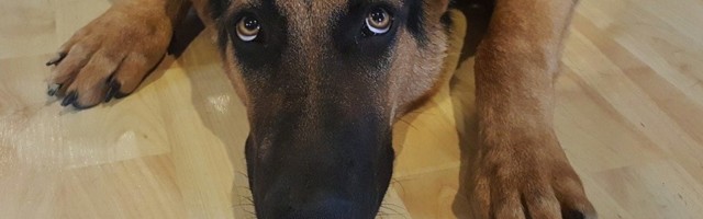 RADOVAN ZARIĆ JE GLAVNI LIK FILMSKE PRIČE KOJA SE PRETHODNIH DANA ODVIJALA U IVANJICI! Priča o neraskidivom prijateljstvu čoveka i psa!