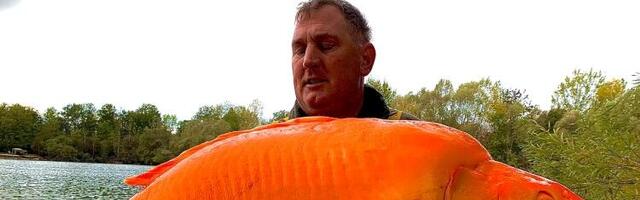 Zlatna ribica hibrid teška kao desetogodišnje dete