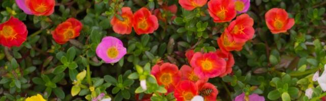 Biljka koja treba da bude u svakoj kući! Simbol je uspeha i otpornosti - cveta kao luda sve do prve zime