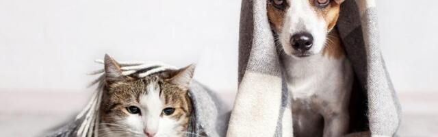 Ovako izgleda kada se mačka zaljubi! Ljubav na prvi pogled (VIDEO)