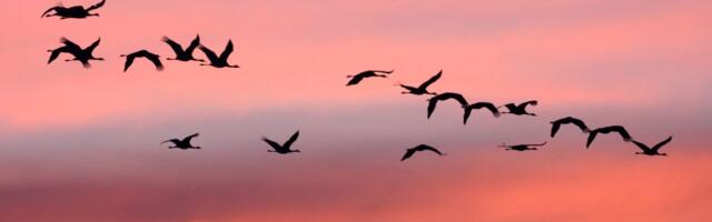 Ove zapanjujuće biološke supermoći omogućavaju pticama da lete 11 dana bez hrane