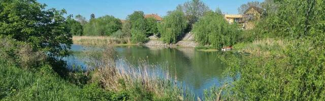 Borba protiv emerznih korova i ambrozije u Zrenjaninu ulazi u novu fazu