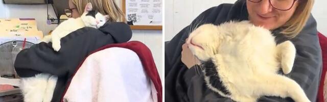 Kancelarijski mačak demonstrirao svoj radni dan: Način na koji Džasper pomaže zaposlenoj raspametio mreže