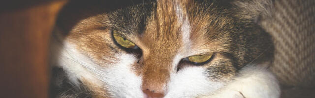 Vaša mačka se krije kad god vam dođu gosti? Razlog može biti krajnje bezazlen, ali i ozbiljan