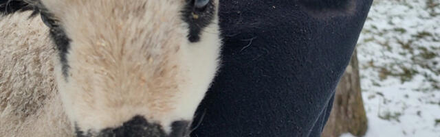 Srećko je jedini preživeo: Kako je stradalo stado ovaca u Lunovom selu? (VIDEO)