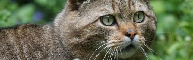 Prvi put posle više od 100 godina: Evropske divlje mačke ponovo primećene u Engleskoj