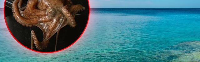 NEVEROVATAN PRIZOR NA JUŽNIM OBALAMA ENGLESKE Populacija hobotnica eksplodirala posle 70 godina (FOTO)