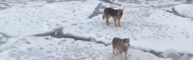 Nesvakidašnja drama kod Kamčatke: Iznemogli psi danima plutali na santama leda u okeanu (VIDEO)