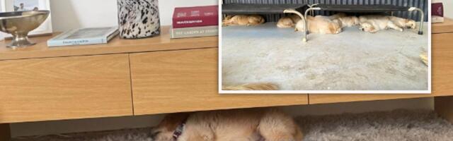 Stara slika otkrila zašto pas spava ISPOD TV POLICE: Vlasnica plakala kao kiša kad je saznala istinu