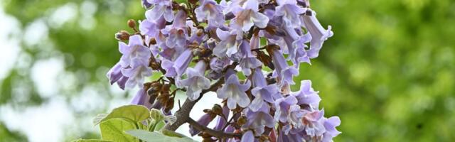 Svi žele ovo drvo: Raste brže od bambusa i ima ljubičasto cveće, ali pre sadnje znajte OVO