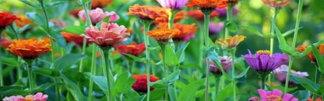 Jedan sastojak čini čuda: Cveće će bujati cele sezone ako ovo ispoštujete