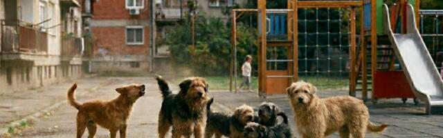 Psi lutalice u čoporima izazivaju strah Kragujevčana: Kako funkcioniše sistem "uhvati-steriliši-pusti" i šta kad dođe do napada?