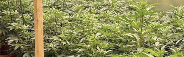Šok: Otkrivena plantaža indijske konoplje - Jedna osoba uhapšena