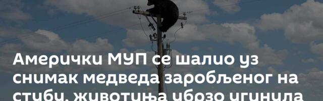Амерички МУП се шалио уз снимак медведа заробљеног на стубу, животиња убрзо угинула /видео/