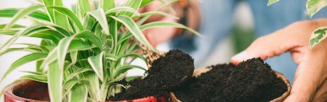 Lišće vaše biljke se SUŠI i opada? Evo kako da je spasite pre nego što bude kasno