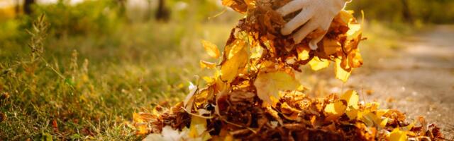 Ne bacajte lišće napravite kompost