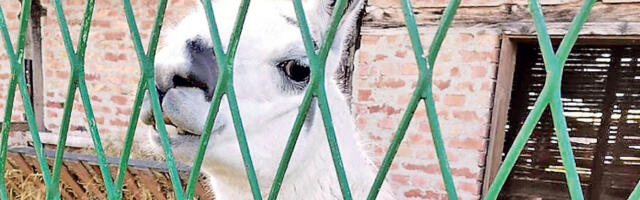 Из­у­је­да­на ла­ма ју­че успа­ва­на