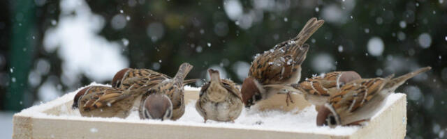 Прогнозиране минималне дневне температуре ваздуха у категорији „опасне појаве”