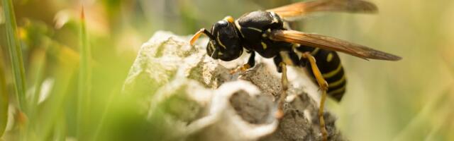 Bez zamki i otrova: Jednostavno rešenje koje ose tera iz dvorišta