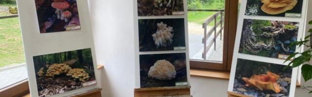 Prebrojali gljive na Tari! Stručnjaci uradili korisno istraživanje, evo koliko su vrsta izbrojali