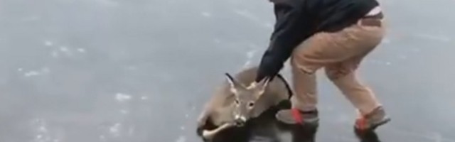 Rizikovao život kako bi spasao srnu (VIDEO)