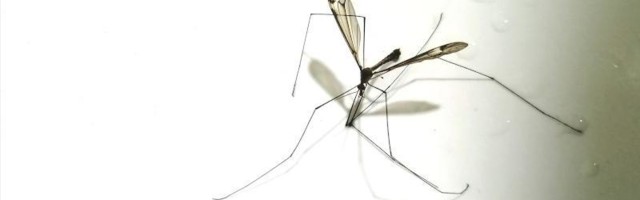 Drugi tretman zaprašivanja protiv larvi komaraca u topličkim opštinama