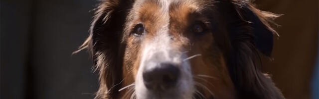 Film Rescued By Ruby na Rotten Tomatoesu ima 100%