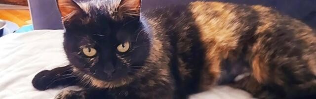 Megi je mačka posebne boje koja ne mjauče već cvrkuće i stoji na dve noge: Da li ste spremni da je udomite?