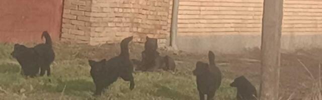 Strah u Tarašu: Čopori pasa lutaju selom, roditelji prate decu do škole