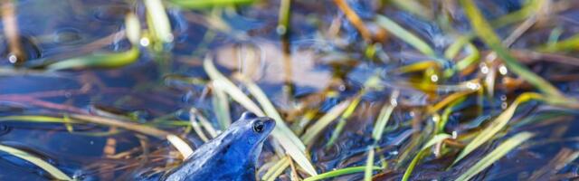 Strogo zaštićena žaba iz Hrvatske promenila boju: Stručnjaci objasnili razloge i upozorili na opasnost
