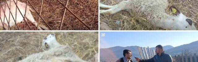 Psi upali u tor i zaklali stoku – Zaklali su mi kravu, konja, sad i ovce!