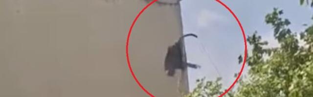 Lete komadi betona sa zgrade: Novosađani u šoku zbog scene pored dečjeg igrališta (VIDEO)