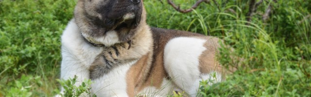 Pas izujedao devojčicu u Sjenici, podneta krivična prijava protiv vlasnika