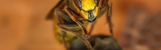 Stravična tragedija kod Čačka: Žena preminula od ujeda stršljena u roku od par minuta!